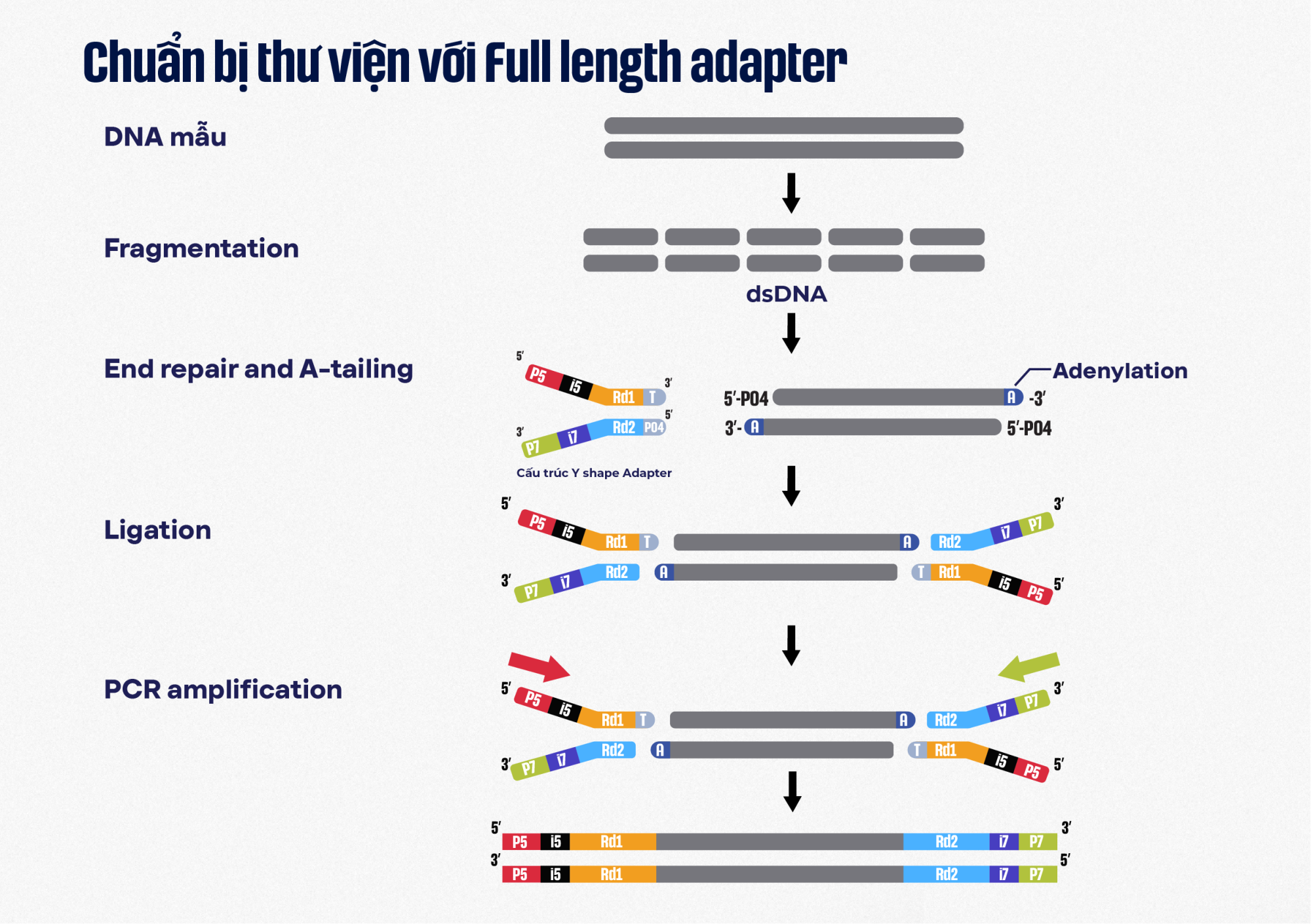 Full length Adapter